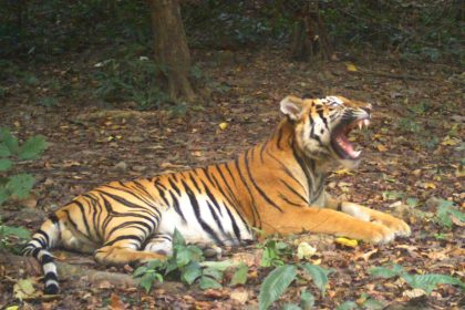 Researchers used camera trap images, like this one, to assess tiger populations.