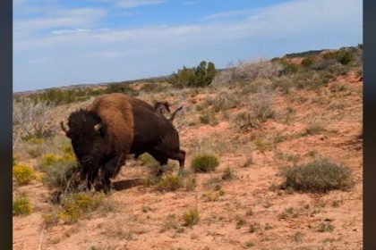 bison attack hiker texas