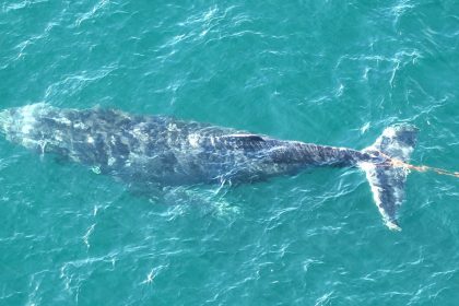 A humpback whale trapped in a rope in Sydney Harbour has been freed after a rescue mission.