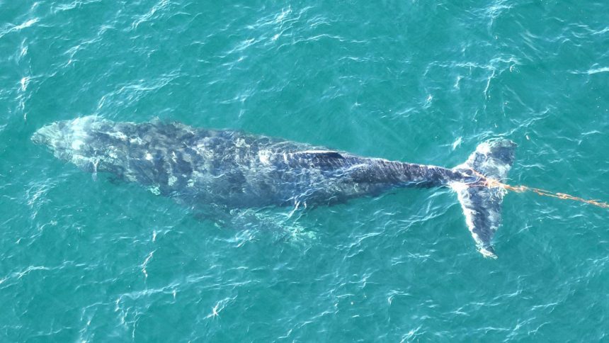 A humpback whale trapped in a rope in Sydney Harbour has been freed after a rescue mission.