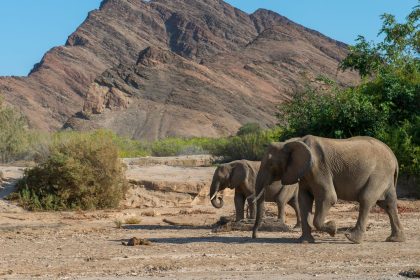 African elephants in the Hoanib River Valley in Namibia in 2019.