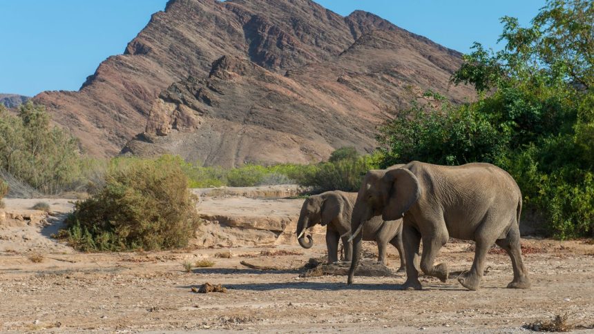 African elephants in the Hoanib River Valley in Namibia in 2019.