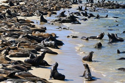 Hundreds of sea lions at San Carlos beach on August 20, 2024.