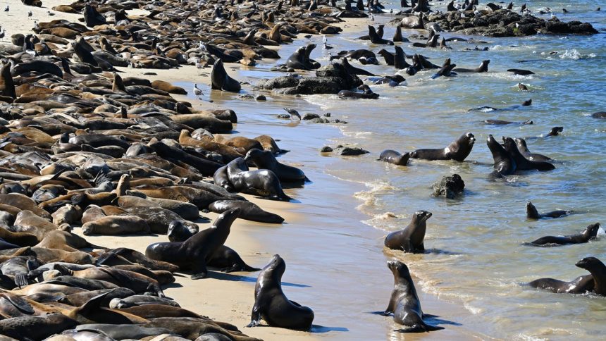 Hundreds of sea lions at San Carlos beach on August 20, 2024.