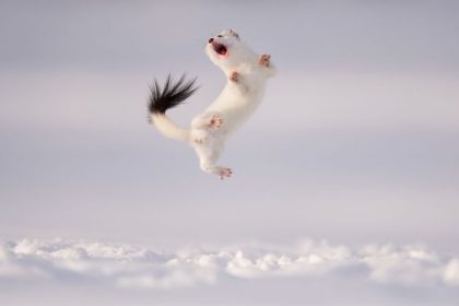 An image of a stoat mid-air was highly commended in the behavior: mammals category. Scientists describe the action as dancing, but opinions are divided on the matter.