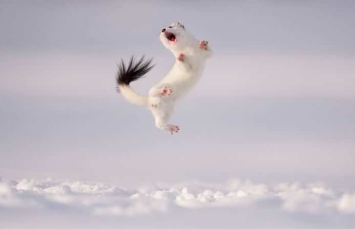 An image of a stoat mid-air was highly commended in the behavior: mammals category. Scientists describe the action as dancing, but opinions are divided on the matter.