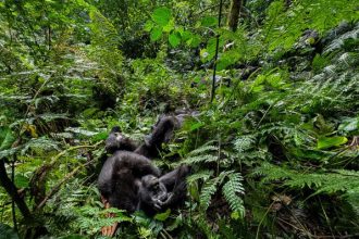 Rare sight: Mountain gorillas in the Bwindi Impenetrable forest. Treks to see these endangered animals cost $800.