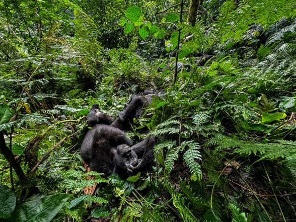 Rare sight: Mountain gorillas in the Bwindi Impenetrable forest. Treks to see these endangered animals cost $800.