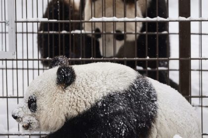 Giant pandas Lumi and Pyry play at the Ahtari Zoo Snowpanda Resort in Finland on February 17, 2018.