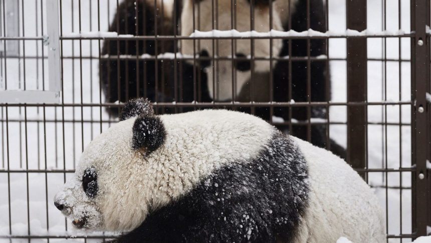 Giant pandas Lumi and Pyry play at the Ahtari Zoo Snowpanda Resort in Finland on February 17, 2018.