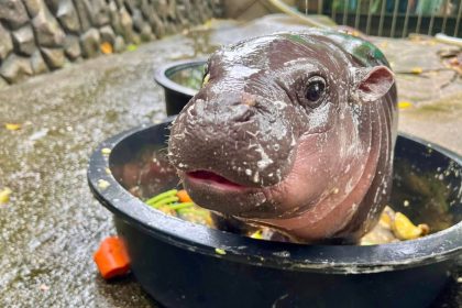 Pygmy hippo Moo Deng is making millions of fans online and drawing bumper crowds to the Thai zoo where she lives.