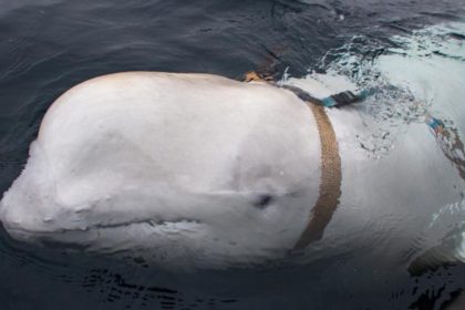 The beluga whale, nicknamed Hvaldimir, was found dead in late August.