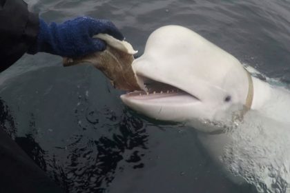 The beluga, nicknamed Hvaldimir, shot to fame in 2019 after being spotted wearing a specially-made harness with mounts for a camera.