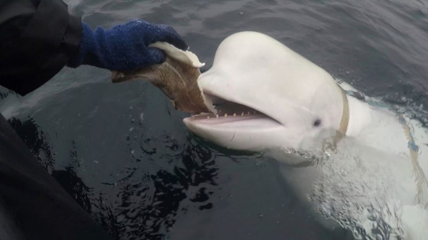 The beluga, nicknamed Hvaldimir, shot to fame in 2019 after being spotted wearing a specially-made harness with mounts for a camera.