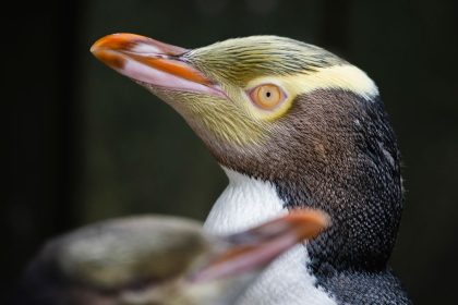 The hoiho or yellow-eyed penguin wins New Zealand's annual Bird of the Year vote on September 16, 2024.