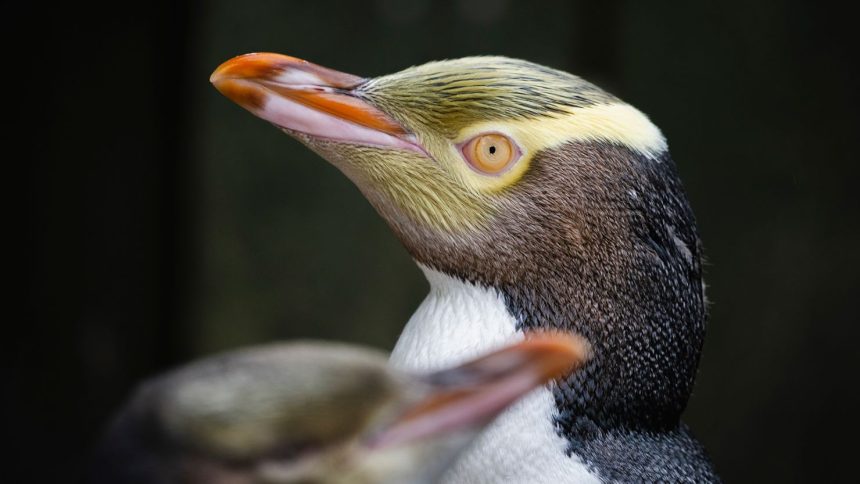 The hoiho or yellow-eyed penguin wins New Zealand's annual Bird of the Year vote on September 16, 2024.