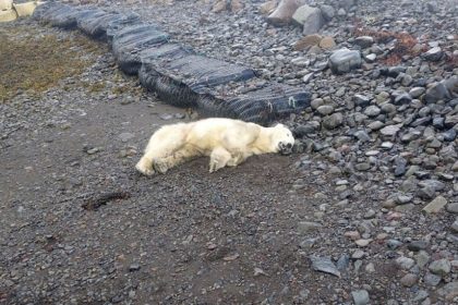 This handout photo shows a polar bear that was shot by police in Westfjords, Iceland on Thursday September 19, 2024.