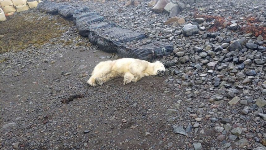 This handout photo shows a polar bear that was shot by police in Westfjords, Iceland on Thursday September 19, 2024.