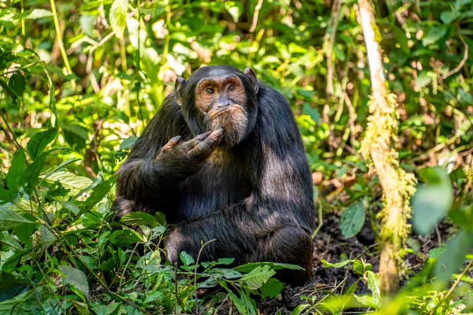 "The contemplative chimpanzee" by German photographer Arvind Mohandas shows a chimpanzee in a pensive mood in Uganda.