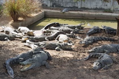 Siamese crocodiles in their enclosure at a crocodile farm in Lamphun, northern Thailand.