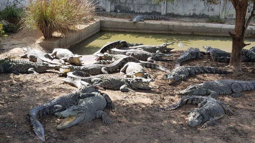 Siamese crocodiles in their enclosure at a crocodile farm in Lamphun, northern Thailand.