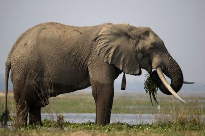 Mana Pools National Park. African Bush Elephant (Loxodonta africana) walking in water. Zimbabwe. (Photo by: Godong/Universal Images Group via Getty Images)