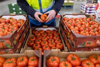 An employee checks tomatoes imported from Spain at the D & F McCarthy Ltd. wholesaler in Norwich, UK, in February 2023.