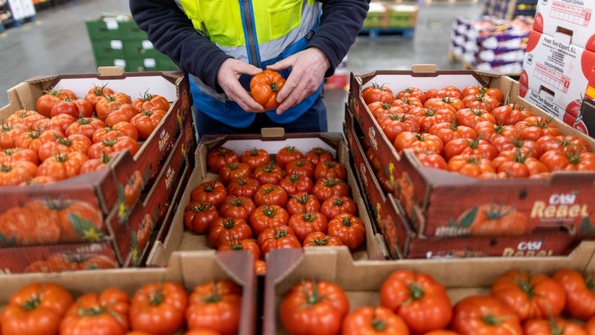 An employee checks tomatoes imported from Spain at the D & F McCarthy Ltd. wholesaler in Norwich, UK, in February 2023.