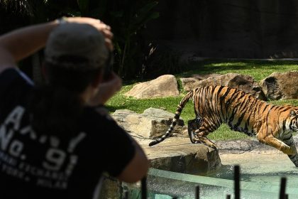 Patrons watch the tigers at Dreamworld on September 16, 2020 on the Gold Coast, Australia.