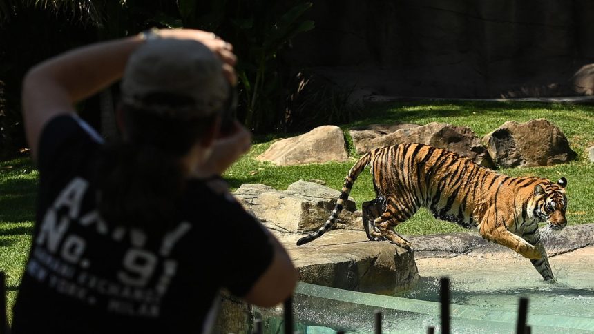 Patrons watch the tigers at Dreamworld on September 16, 2020 on the Gold Coast, Australia.