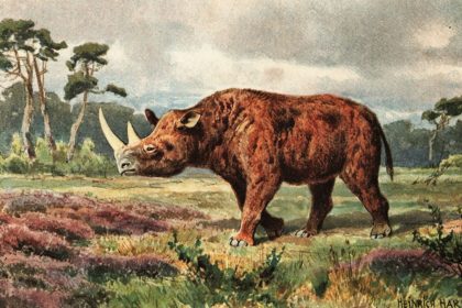 An illustration of the now-extinct woolly rhino.