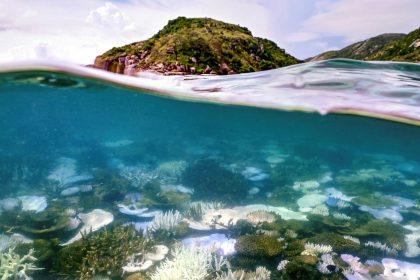 An underwater photo shows examples of coral bleaching in the Great Barrier Reef.