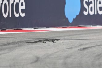 A lizard walks on track during final practice ahead of the Singapore Grand Prix.