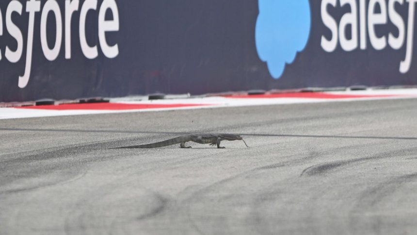 A lizard walks on track during final practice ahead of the Singapore Grand Prix.