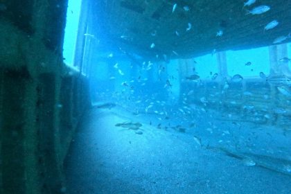 Sunken MARTA railcars have a new use underwater.