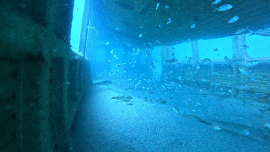 Sunken MARTA railcars have a new use underwater.