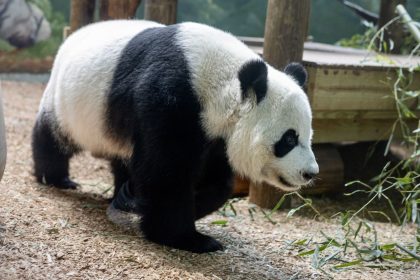 A panda roams her habitat at Zoo Atlanta. Giant pandas are solitary mammals and spend most of their adult years alone.