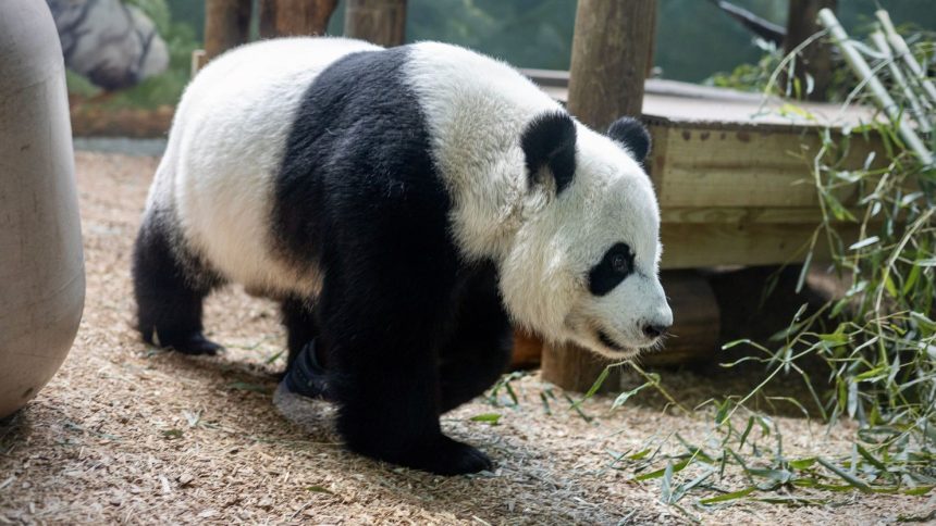 A panda roams her habitat at Zoo Atlanta. Giant pandas are solitary mammals and spend most of their adult years alone.