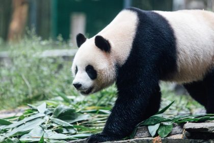 An An the panda in Chengdu, Sichuan province, China.