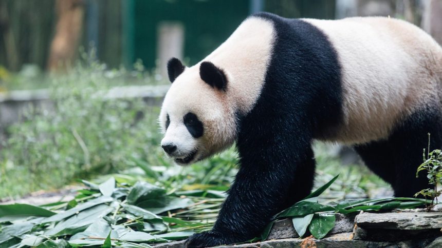 An An the panda in Chengdu, Sichuan province, China.