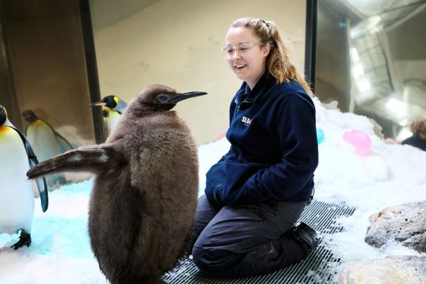 Pesto, shown here with one of his keepers, is already about three feet tall.