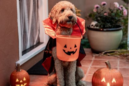 Shop Pet Halloween Costumes - hero images