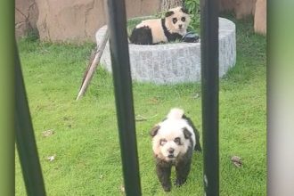 A video screengrab shows two Chow Chow dogs painted to look like pandas at a zoo in China.