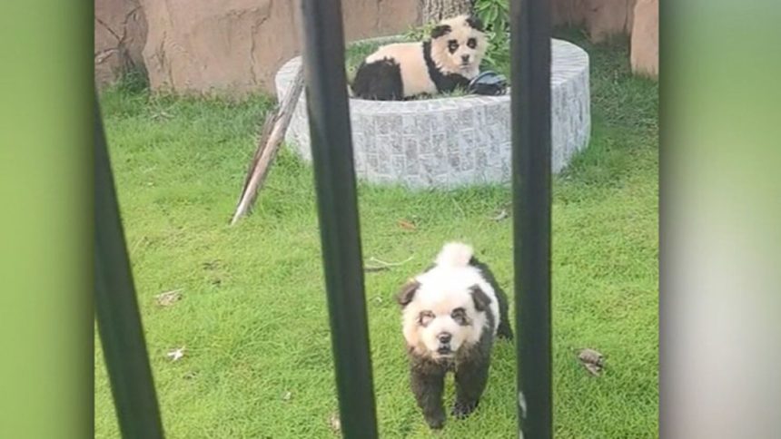 A video screengrab shows two Chow Chow dogs painted to look like pandas at a zoo in China.