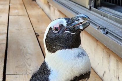 Pen, who was born and raised in captivity, survived two weeks lost at sea in Japan during a typhoon.