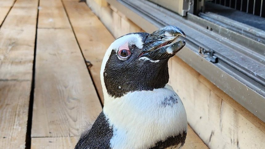 Pen, who was born and raised in captivity, survived two weeks lost at sea in Japan during a typhoon.