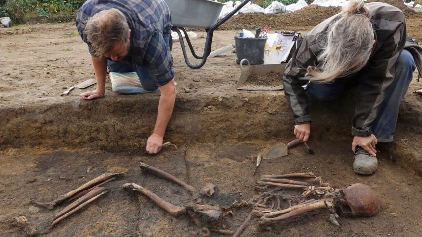 Archaeologists excavate skeletons in a pit at the Viking-age burial site in the village of Asum, Denmark, September 25, 2024. REUTERS/Tom Little