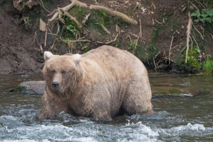 128 Grazer was last year's runaway winner the the Fat Bear Week contest. Who will take the top spot in 2024? It's up to the online voters!