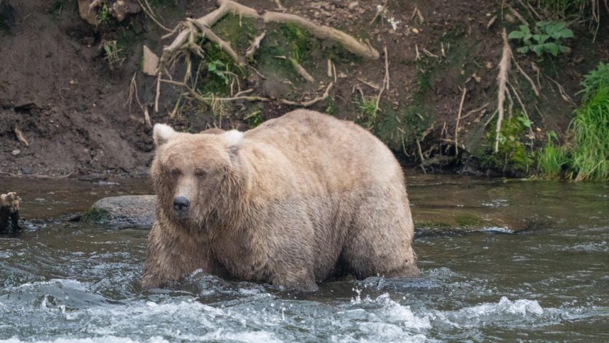 128 Grazer was last year's runaway winner the the Fat Bear Week contest. Who will take the top spot in 2024? It's up to the online voters!