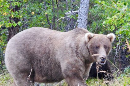 This photo of 128 Grazer was taken on September 12, 2024. The protective mother bear has again won the annual Fat Bear Week online contest.